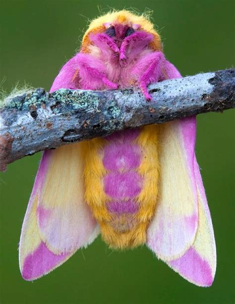 mariposa rosada do bordo